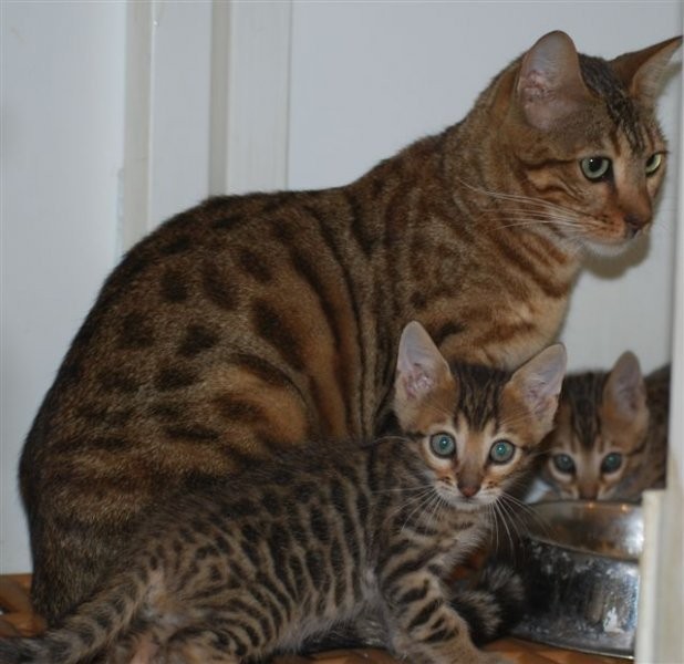 schöne17 Wochen Bengal Kitten für die Annahme — zdjęcie 2