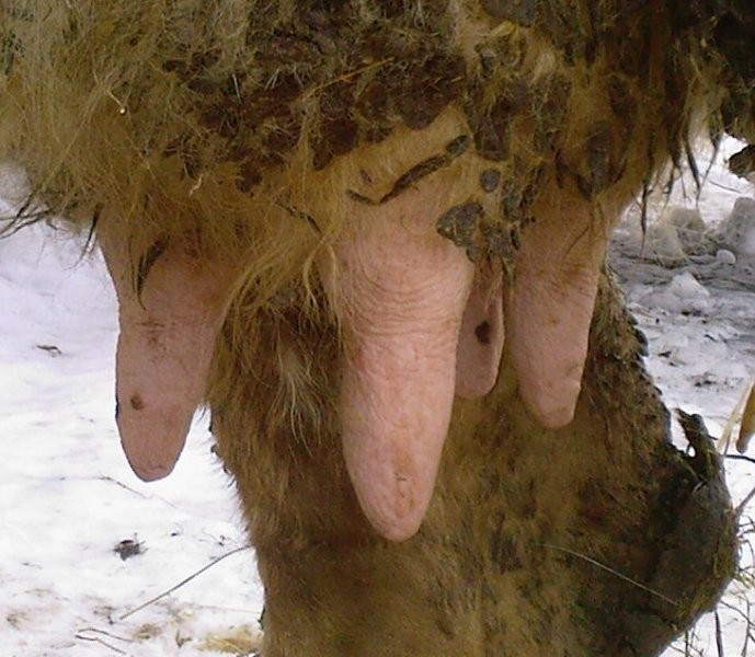 Sprzedam Młodą Krowę. — zdjęcie 2