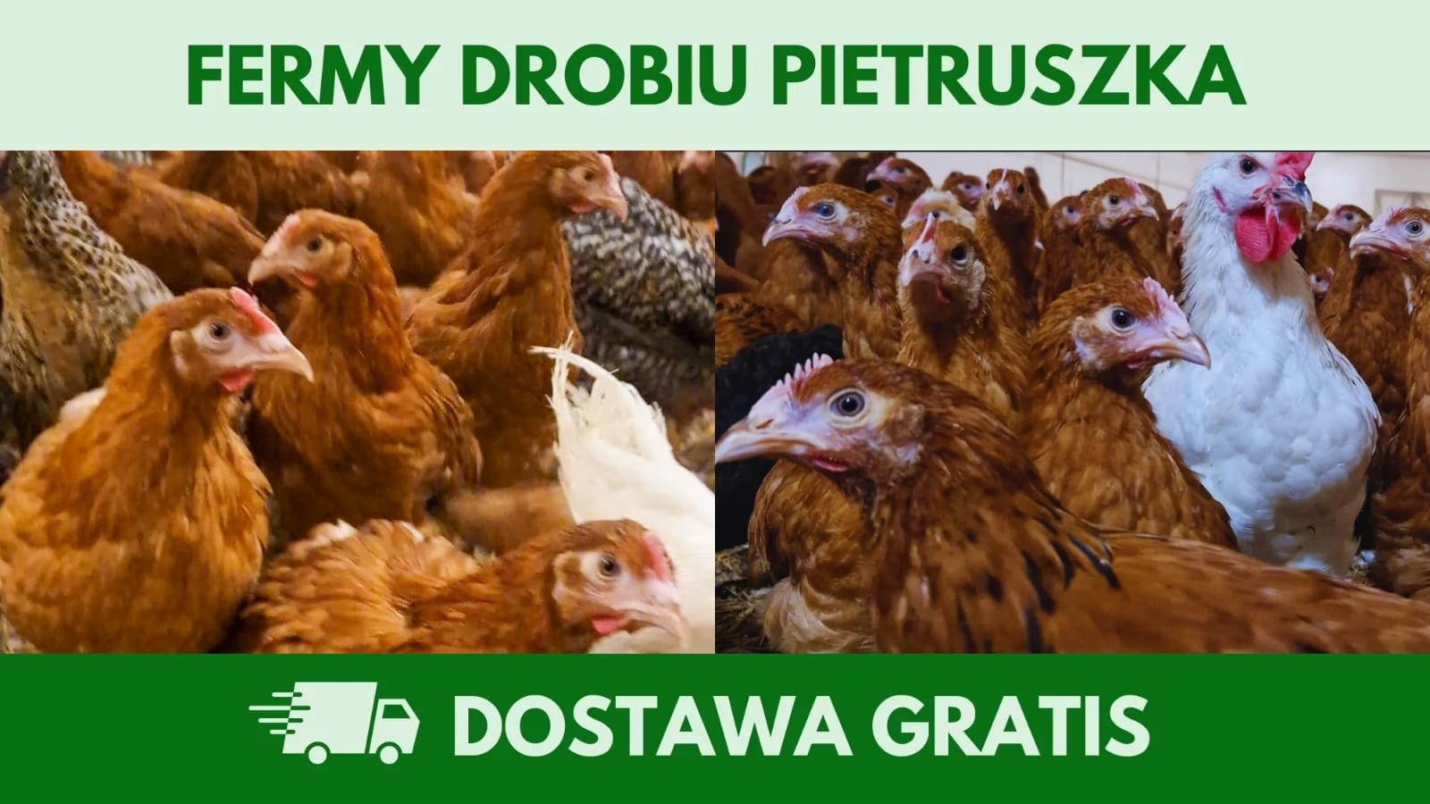 Kury nioski 12–20 tyg. | Dostawa GRATIS | Ferma Drobiu — zdjęcie 4