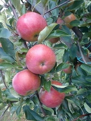 sprzedam ogórki kwaszone — zdjęcie 3