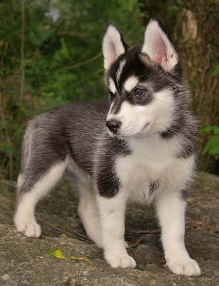 piękne siberian husky rozdawać