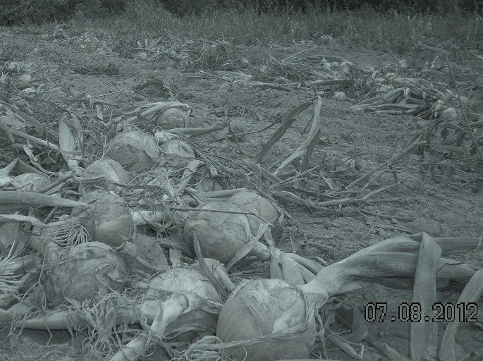 cebula ekologiczna