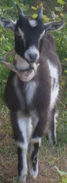 tanio sprzedam kozy,kozlaki