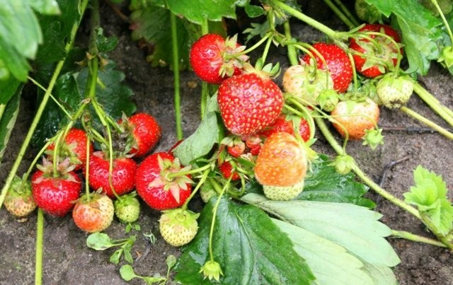 SADZONKI TRUSKAWEK  Kama FRIGO A z certyfikatem — zdjęcie 2