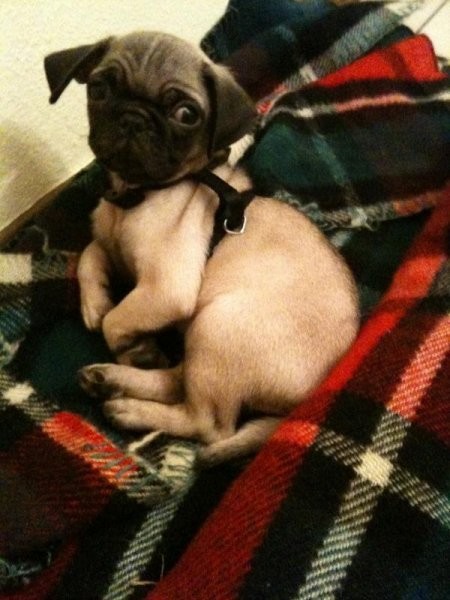 mops welpen