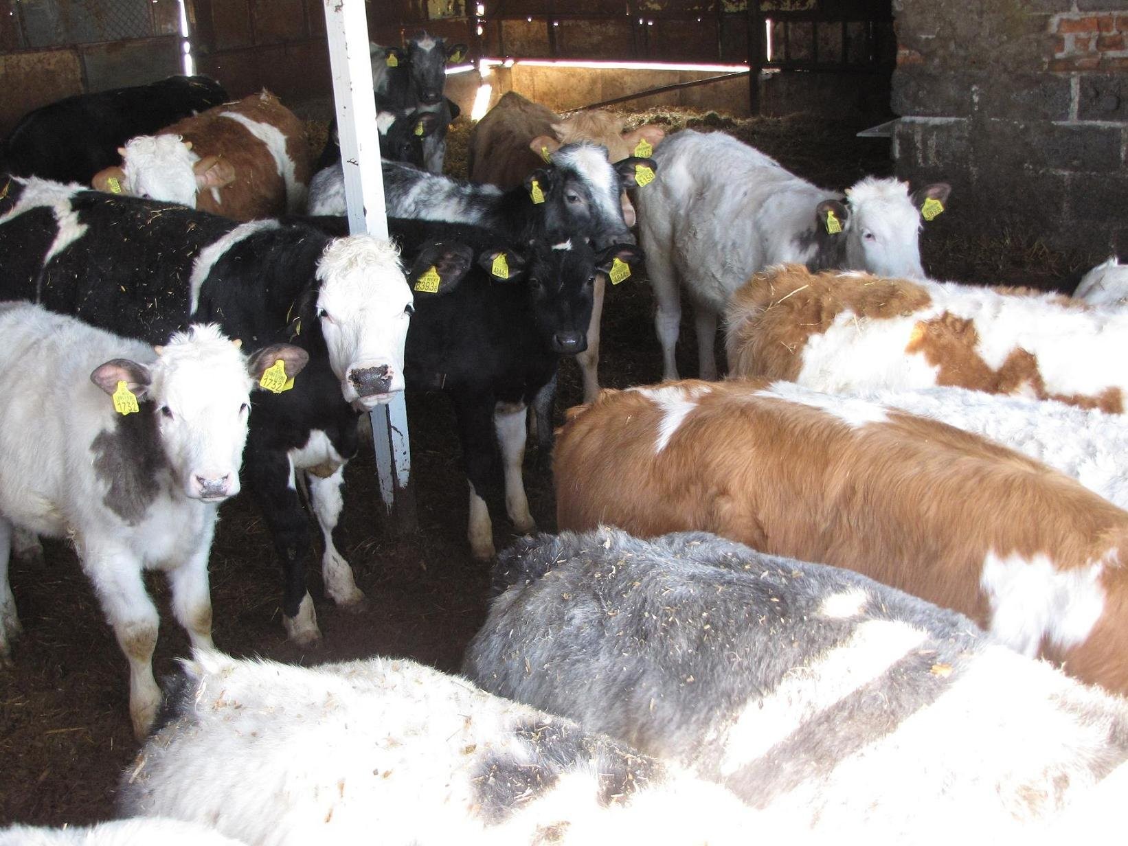 Byczki oraz Jałówki Belgian Blue i Simentaler — zdjęcie 2