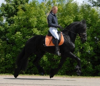 Friesian Horses For Free Adoption