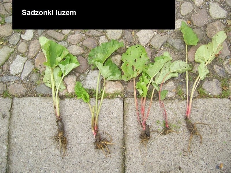 RABARBAR MALINOWY LIDER - SADZONKI — zdjęcie 6