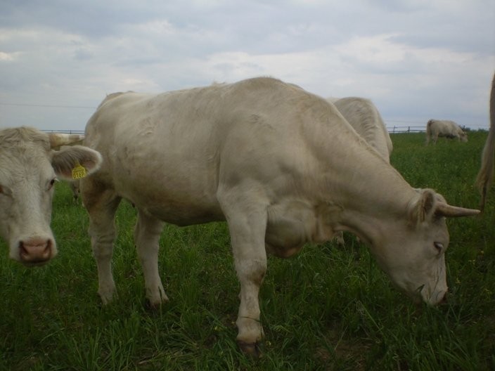 HODOWLA BYDŁA MIĘSNEGO 100 % RASY — zdjęcie 3