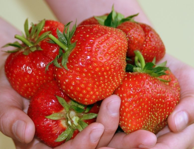 Sadzonki truskawek frigo i zielone z certyfikatem — zdjęcie 1