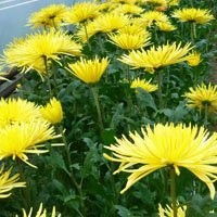 Chryzantema cięta (Chrysanthemum), wielkokwatowa — zdjęcie 5