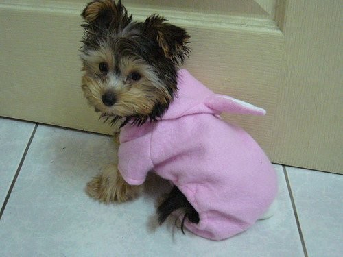 slodkie i urocze szczenieta yorkshire terrier za d — zdjęcie 2