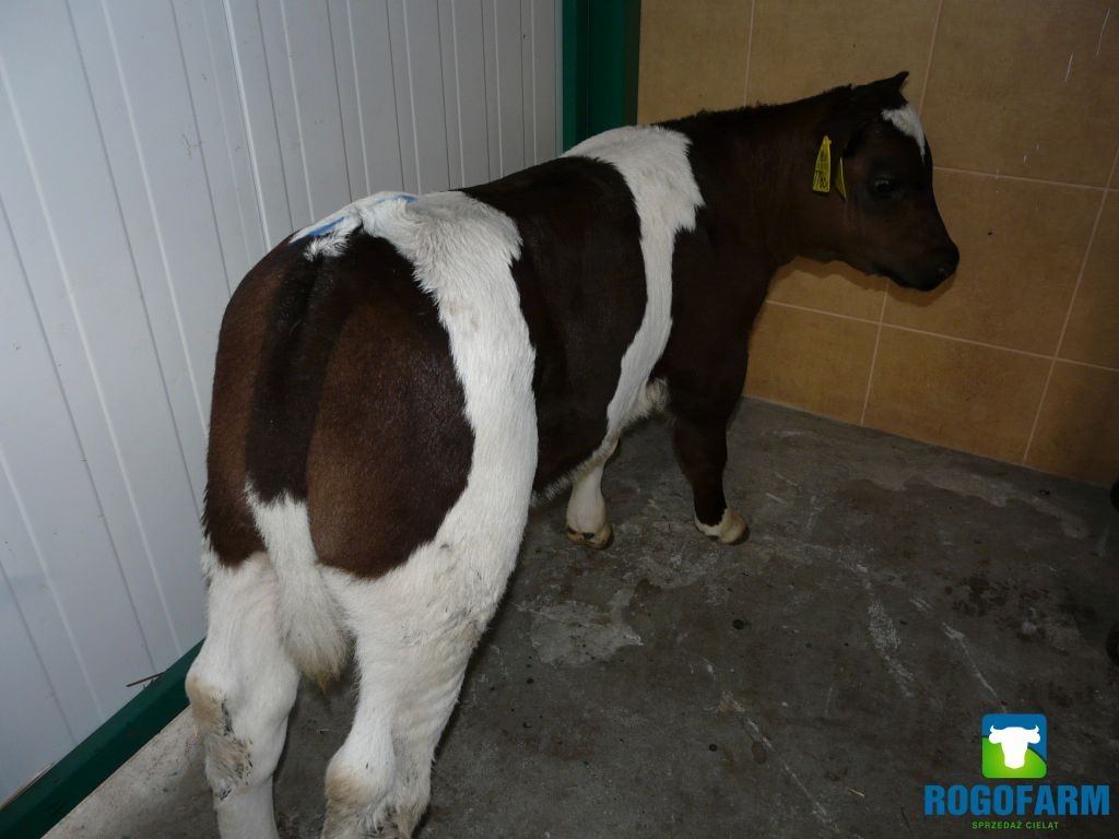 Byczki Byki Cielęta Cielaki Jałówki ( MM NCB HF ) — zdjęcie 4