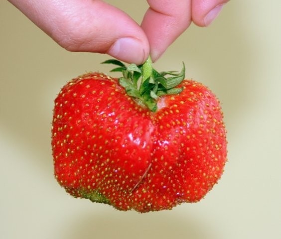 Sadzonki Truskawek Elkat zielone frigo paszporty ! — zdjęcie 3