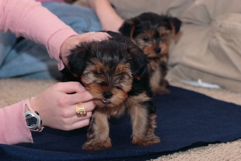 yorkie szczenięta do przyjęcia