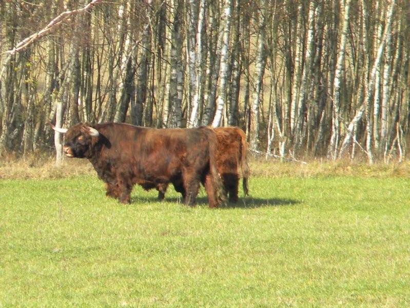 Highland Cattle - bydło szkockie górskie — zdjęcie 4