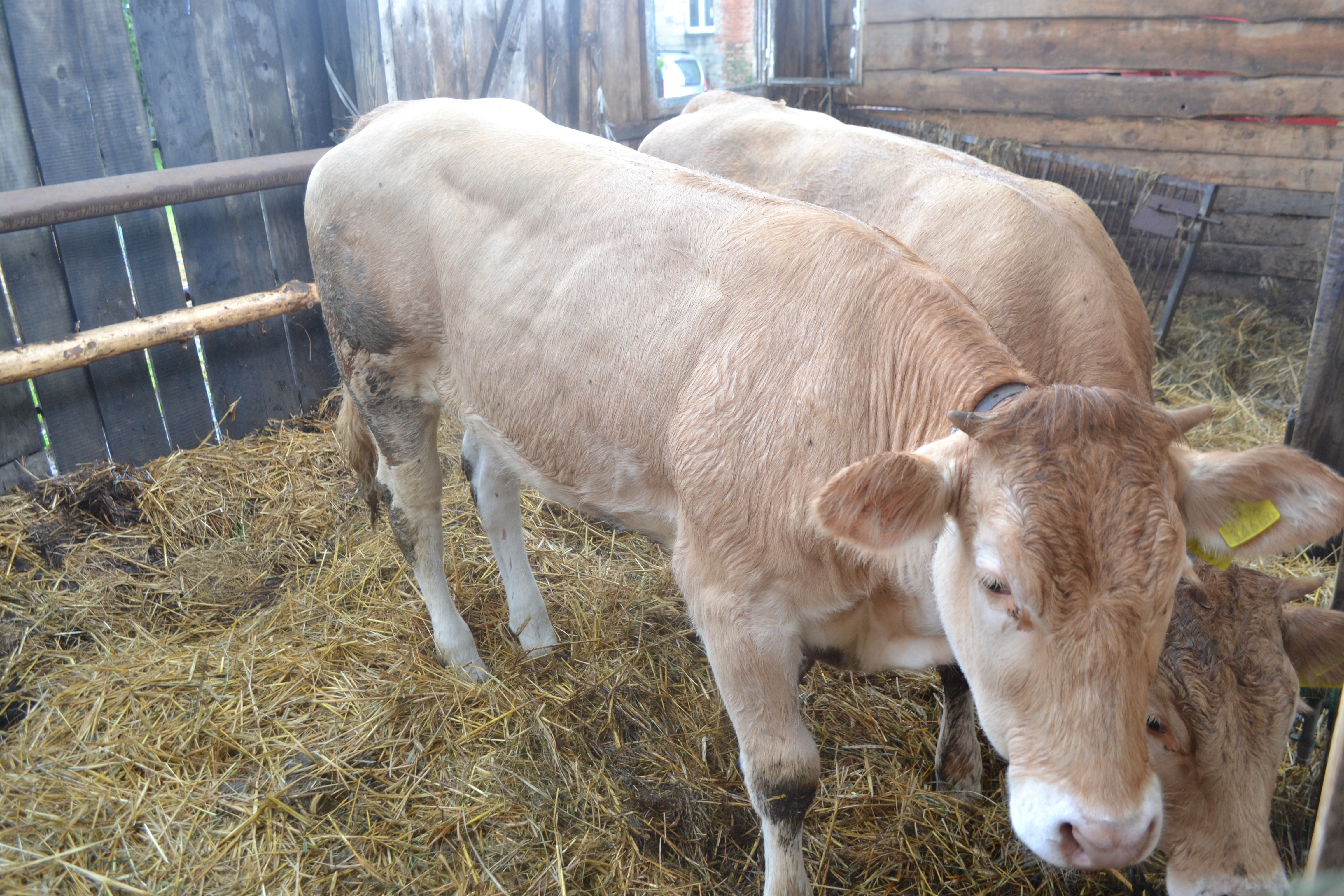 JAŁÓWKI MIĘSNE RASY BLONDE D'AQUITAINE — zdjęcie 1