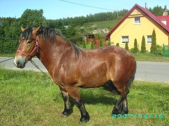 sprzedam ogiera 2let. — zdjęcie 4