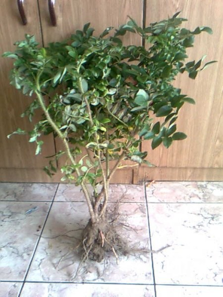Sprzedam sadzonki róży ROSA RUGOSA — zdjęcie 3