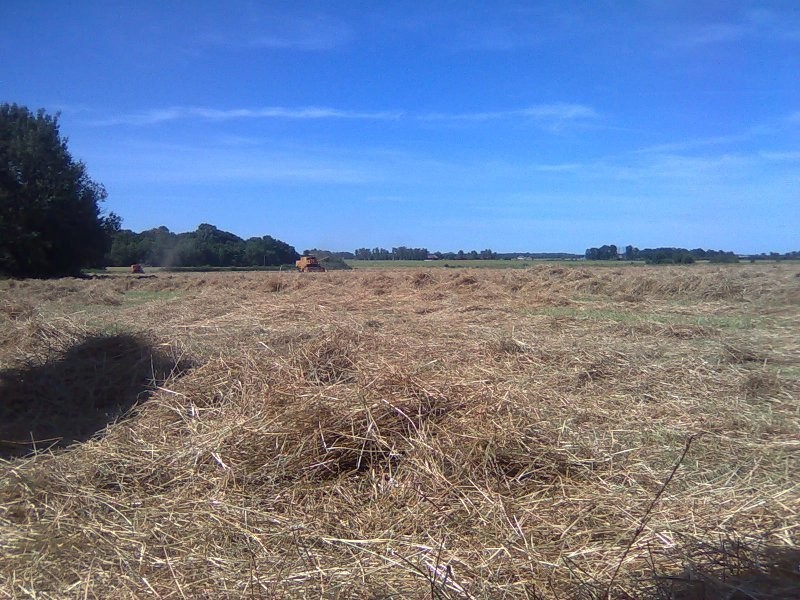 TRAWA RAJGRASS