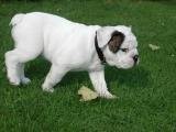 bulldog szczenięta do przyjęcia — zdjęcie 1