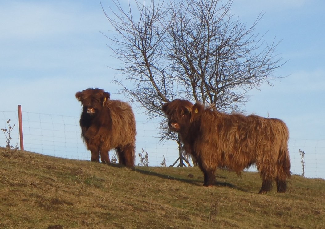 Szkockie Bydło Górskie / Highland Cattle