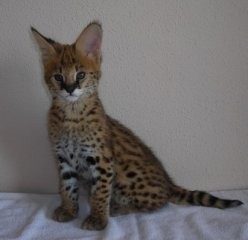 We have servals,Caracas,kittens for sale