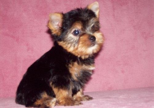yorkie szczenięta do przyjęcia