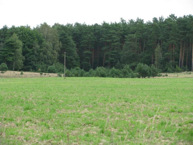 Nowa Wieś Wielka Działka inwestycyjna, 5 ha — zdjęcie 1
