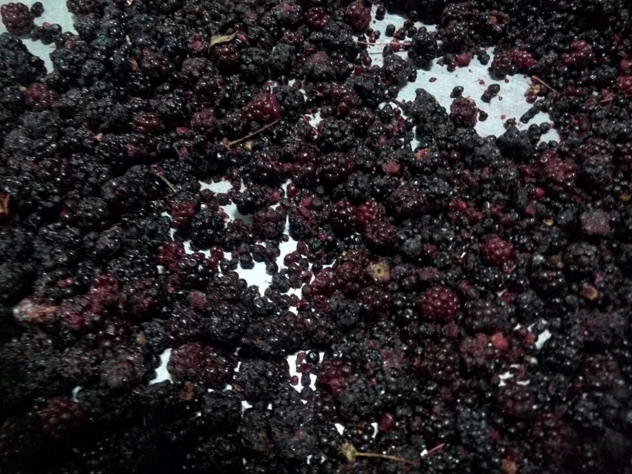 Jeżyna (blackberry) mrożona Brix 10. Out Sort (jagoda przemysłowa)  — zdjęcie 3