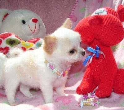 Süße MINI Chihuahua Welpen in Lang Kurzh