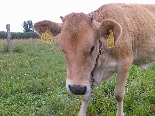 Sprzedam piękną krowę rasy Jersey — zdjęcie 1