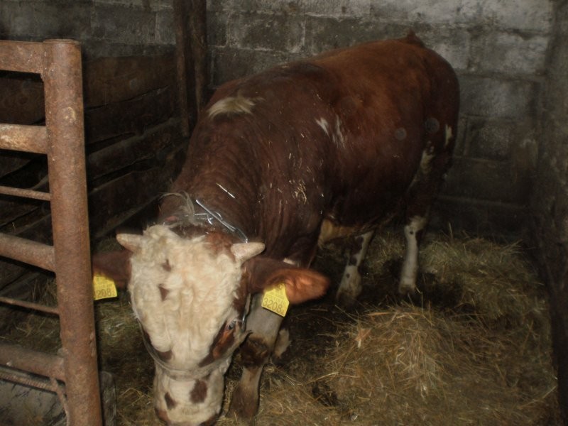sprzedam byka 400kilo — zdjęcie 1