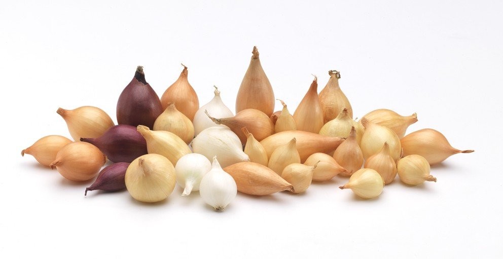 лук севок цибуля сіянка arpagicul onion sets