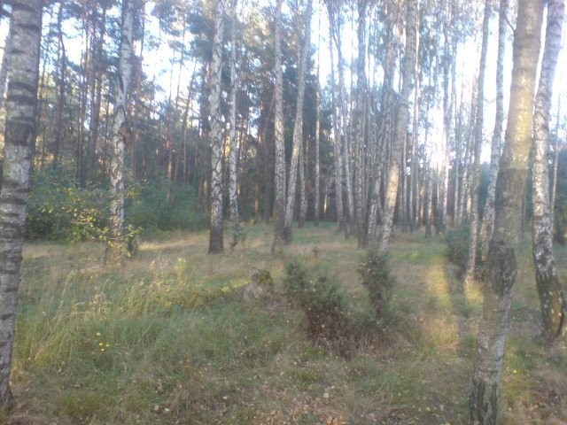 sprzedam zalesione grunty rolne — zdjęcie 3