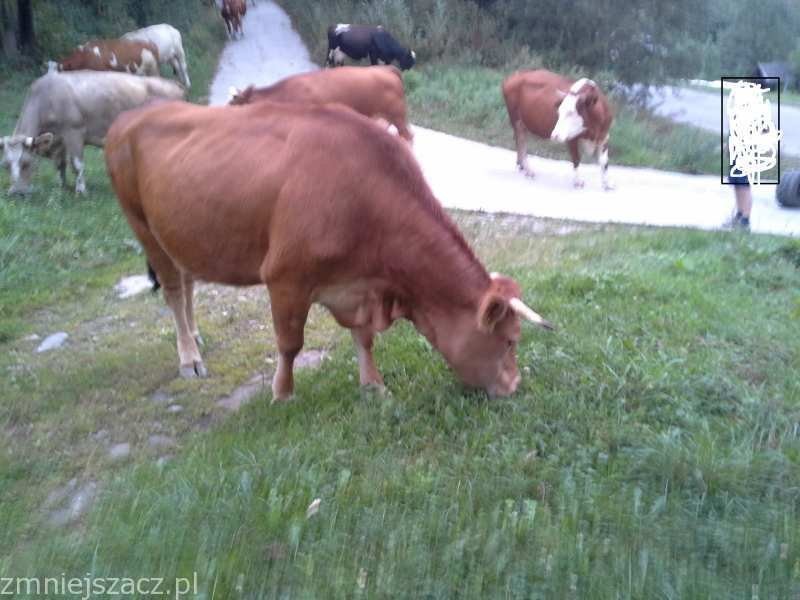 Sprzedam Krowę — zdjęcie 2