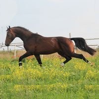 Ukraina.Ziemia orna,wysokie plony.Agrofirmy tanio — zdjęcie 2