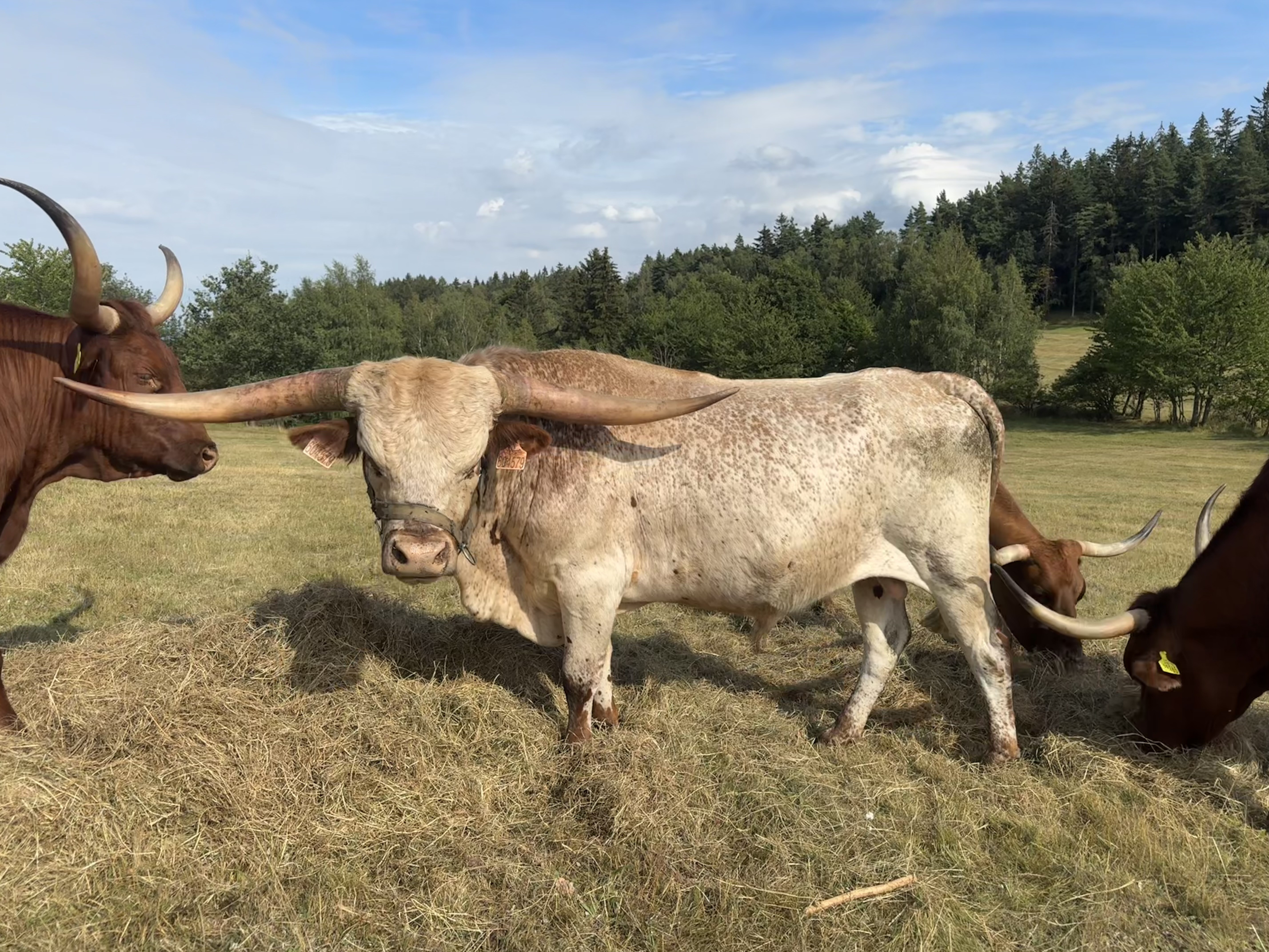 Texas longhorn for sale — zdjęcie 6