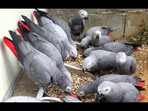 Available Fertile Parrots Eggs And Parrots For Sale — zdjęcie 2