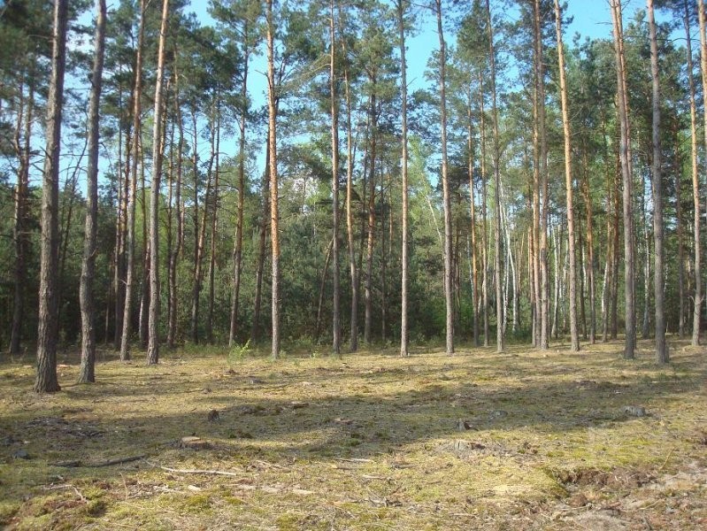Sprzedam działki w lesie z prawem zabudowy — zdjęcie 1