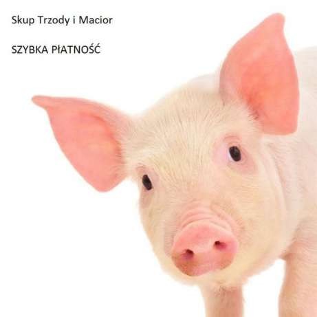 Skup trzody chlewnej i macior