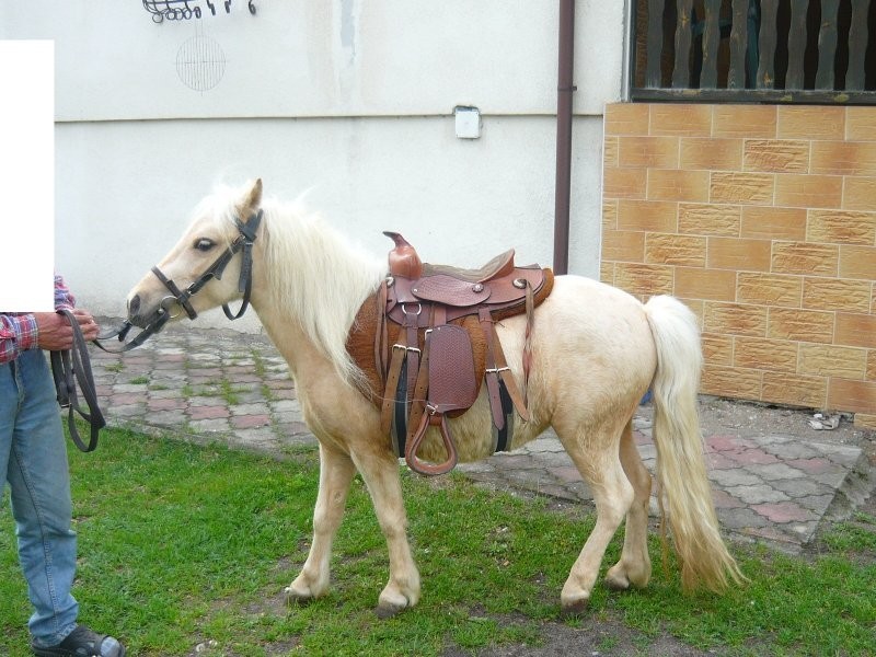 Kucyk klacz izabel !!! — zdjęcie 3