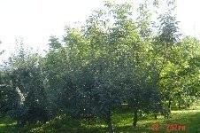 Sprzedam gospodarstwo sadownicze koło Piły — zdjęcie 1