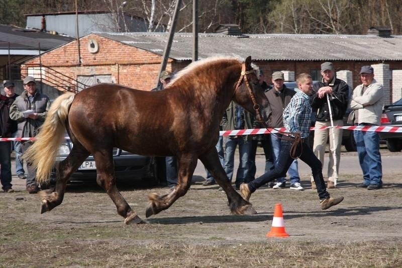 Konie ogiery klacze zimnokrwiste sokólskie — zdjęcie 4