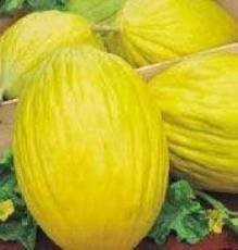 Melon  Żółty