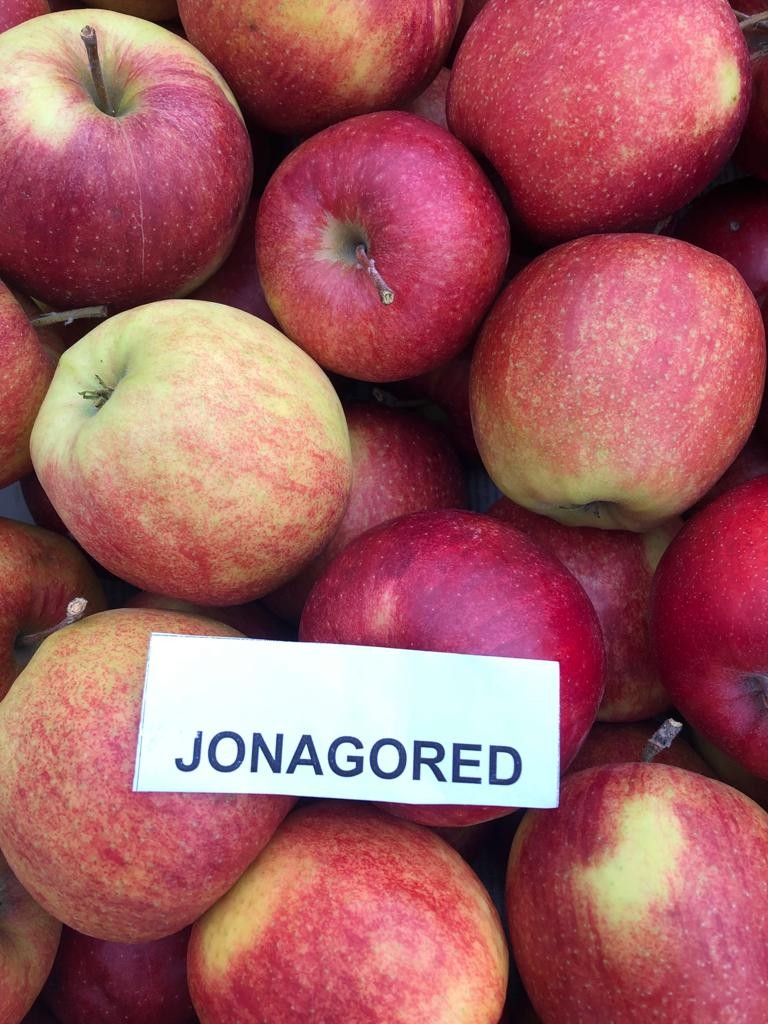 Sprzedam 7 ton RUBINA & 20 ton JONAGOREDA — zdjęcie 1
