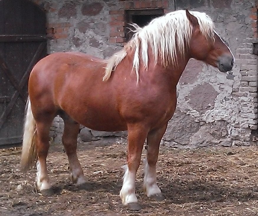 Ogier kasztan — zdjęcie 3