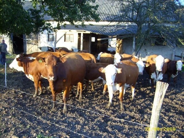 Hereford + Simental zacielone krowy mięsne WARTO!!! TANIO!! — zdjęcie 2