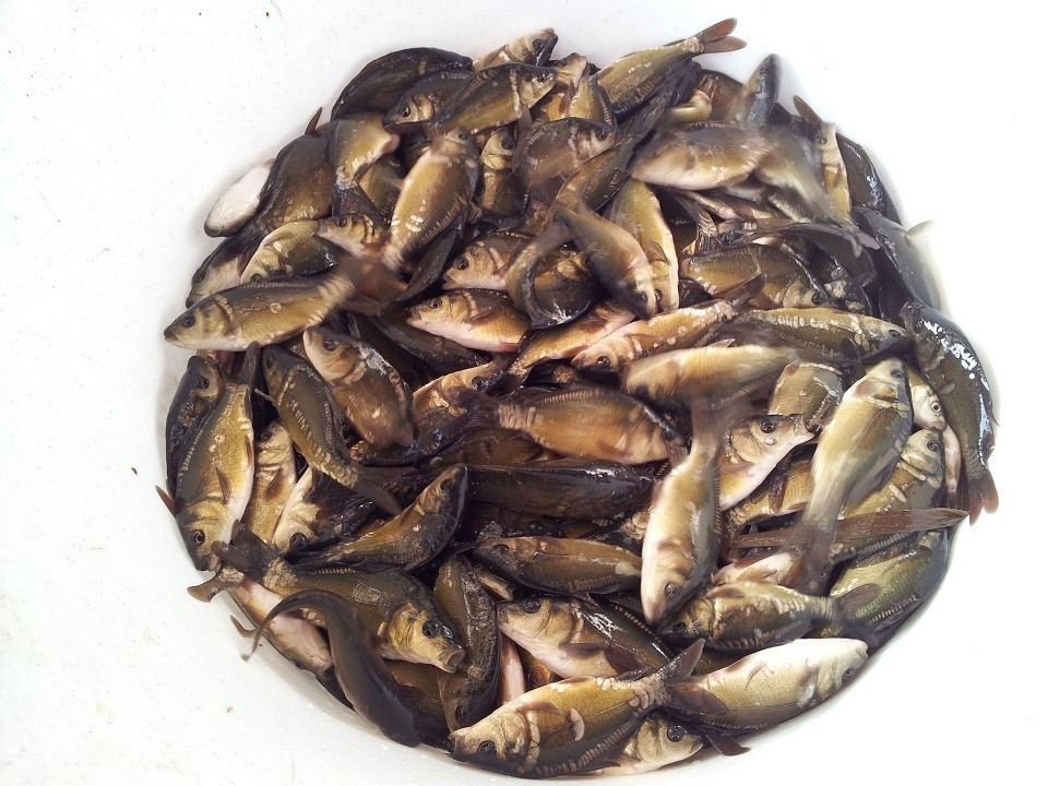 Węgorz, karp, amur, tołpyga i inne Narybek,kroczek — zdjęcie 6
