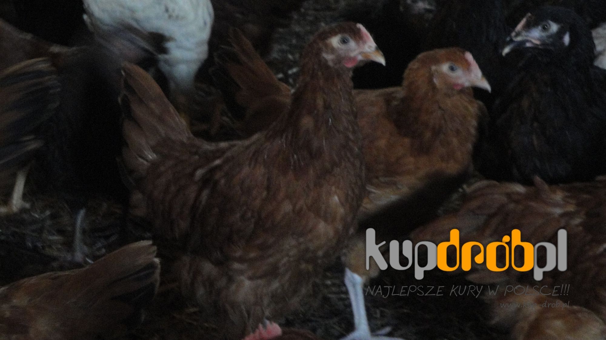 KURY Nioski ROSA 14 tyg. - Piękne! Uczciwy wiek !! JAKOŚĆ NAJWYŻSZA!! — zdjęcie 5